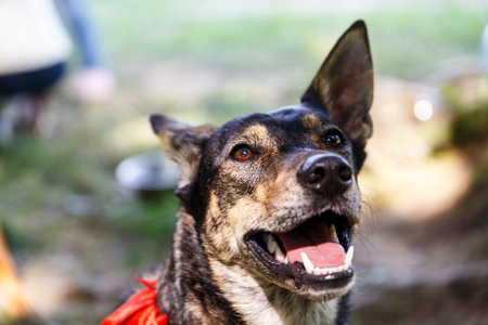 Volunteers distribute homeless dogs to kind-hearted peopleの写真素材