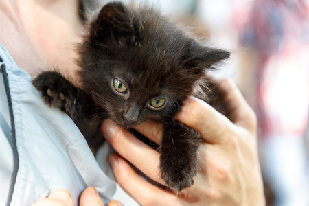 Volunteers distribute homeless cats during the action to distribute stray animalsの写真素材
