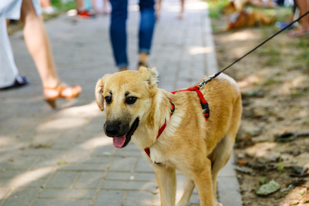 Volunteers distribute homeless dogs to kind-hearted peopleの写真素材