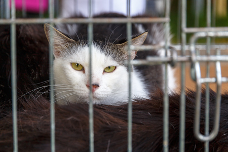 Volunteers distribute homeless cats during the action to distribute stray animalsの写真素材
