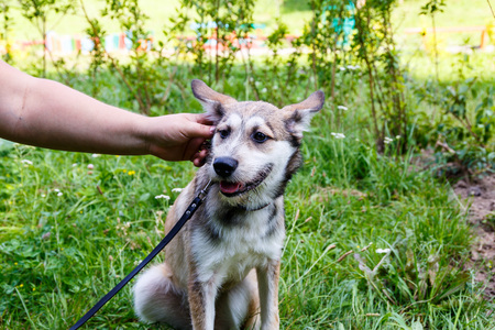 Volunteers distribute homeless dogs to kind-hearted peopleの写真素材