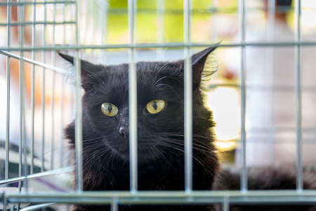 Volunteers distribute homeless cats during the action to distribute stray animalsの写真素材