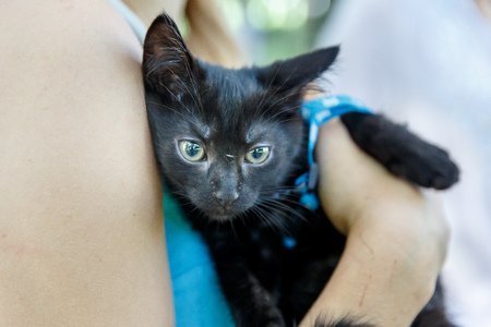 Volunteers distribute homeless cats during the action to distribute stray animalsの写真素材