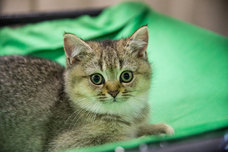 a good volunteer gives a homeless cat to a new ownerの写真素材