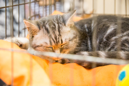 a good volunteer gives a homeless cat to a new ownerの写真素材