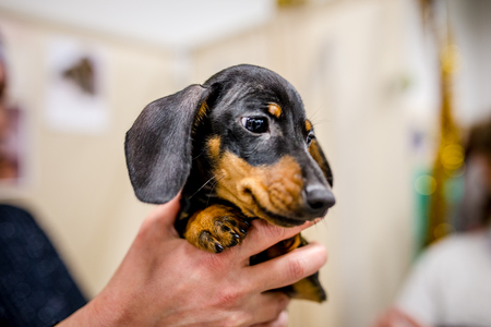 dachshund puppyの写真素材