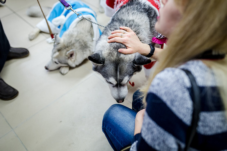 Husky dog
