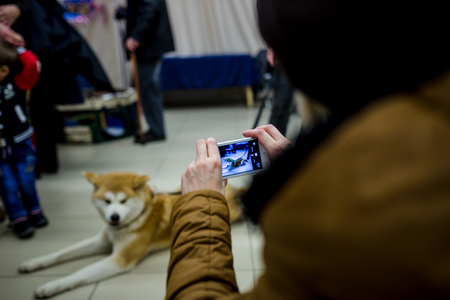 Husky dogの写真素材