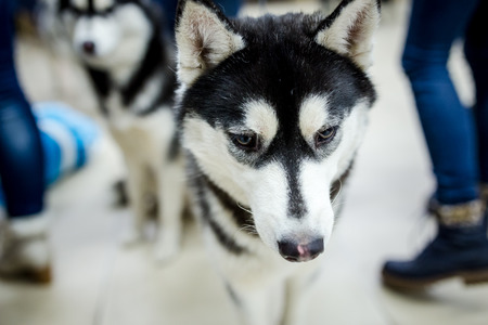 Husky dogの写真素材