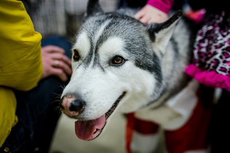 Husky dog