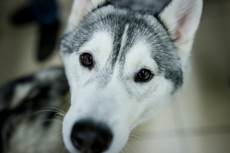 Husky dogの写真素材
