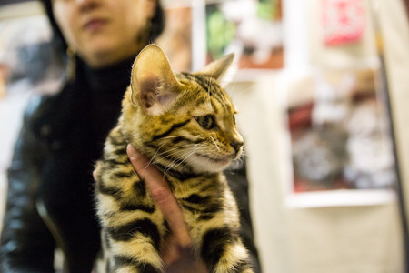 a good volunteer gives a homeless cat to a new owner 2018