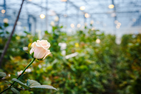 interior of a greenhouse for growing flowers and plantsの写真素材