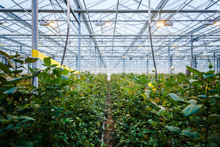 interior of a greenhouse for growing flowers and plantsの写真素材
