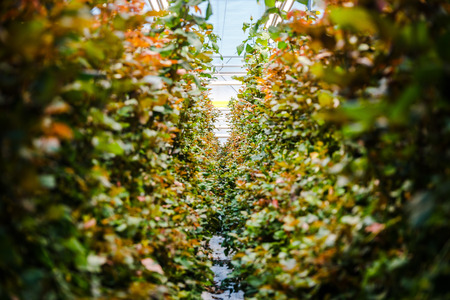 interior of a greenhouse for growing flowers and plantsの写真素材