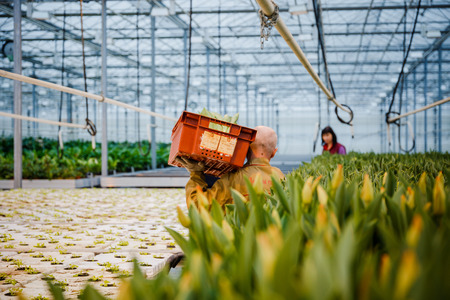 MINSK, BELARUS - MAY 1, 2017: Happy florist working in a greenhouse at a nursery collecting fresh roses for sale in her shopのeditorial素材