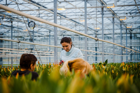 MINSK, BELARUS - MAY 1, 2017: Happy florist working in a greenhouse at a nursery collecting fresh roses for sale in her shopのeditorial素材