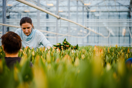 MINSK, BELARUS - MAY 1, 2017: Happy florist working in a greenhouse at a nursery collecting fresh roses for sale in her shopのeditorial素材