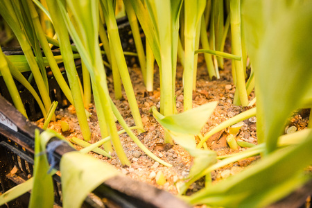 Annual flower seedlings in the modern greenhouse in springの写真素材