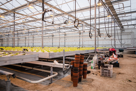 Annual flower seedlings in the modern greenhouse in springのeditorial素材