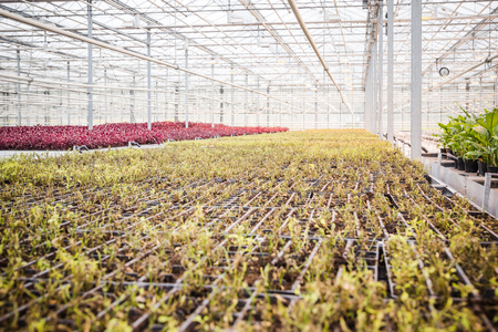 Annual flower seedlings in the modern greenhouse in springの写真素材