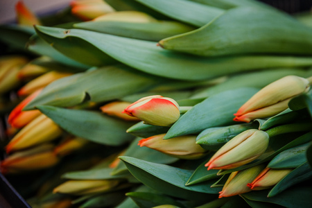 A green sprout of a tulip blooming in the garden