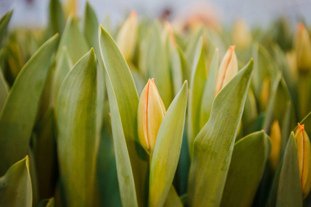 A green sprout of a tulip blooming in the gardenの写真素材