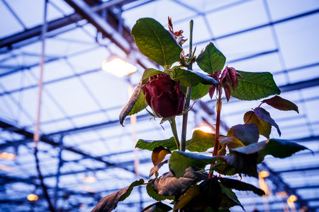 Large greenhouse farming company specializing in the cultivation of roses as cut flowersの写真素材