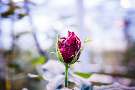 Large greenhouse farming company specializing in the cultivation of roses as cut flowersの写真素材