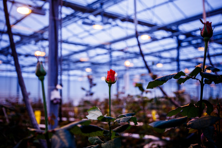 Large greenhouse farming company specializing in the cultivation of roses as cut flowersの写真素材