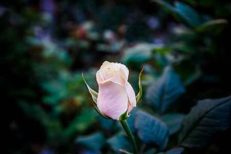Large greenhouse farming company specializing in the cultivation of roses as cut flowersの写真素材