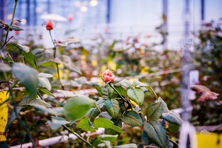 Large greenhouse farming company specializing in the cultivation of roses as cut flowersの写真素材