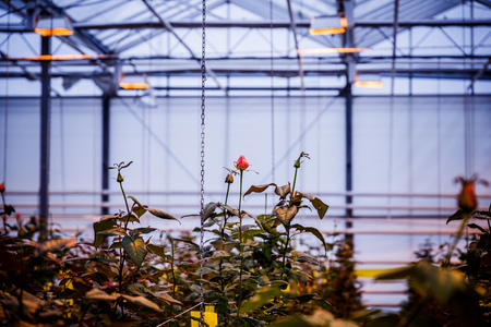 Large greenhouse farming company specializing in the cultivation of roses as cut flowersの写真素材