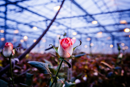 Large greenhouse farming company specializing in the cultivation of roses as cut flowers