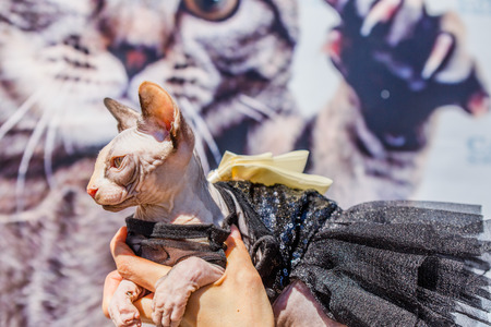 Sphinx Cat dressed as a pimp wearingの写真素材