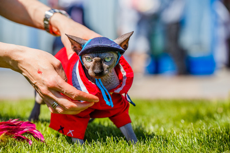 Sphinx Cat dressed as a pimp wearingの写真素材