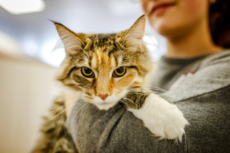 Afraid homeless alone cat with frightened look, lying on cage in shelter waiting for home, for...
