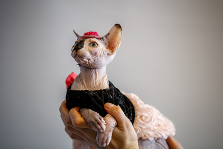 Sphinx Cat dressed as a pimp wearingの写真素材
