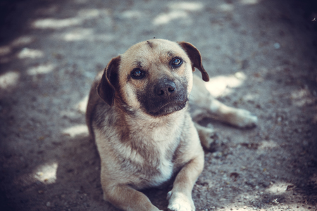 Outdoor portrait of a beautiful young puppy dog with sad facial expression lying in the grass and waiting for her owner outdoorsの写真素材