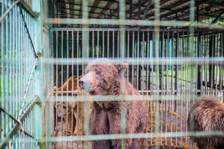bear on cage