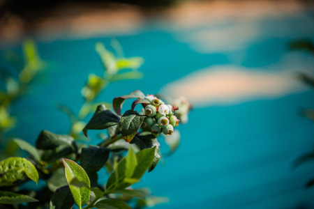 ripe blueberry cluster on a blueberry bushの写真素材