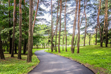green forest in the city in bright sunny summer weather