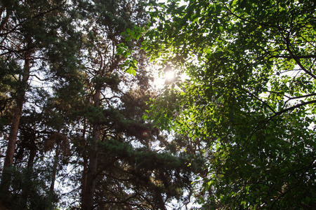 Park in the city center in sunny bright summer weatherの写真素材