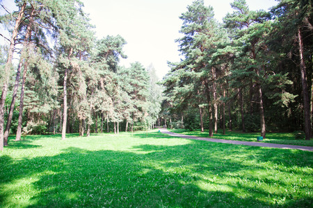 Park in the city center in sunny bright summer weatherの写真素材