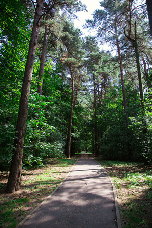 Park in the city center in sunny bright summer weatherの写真素材