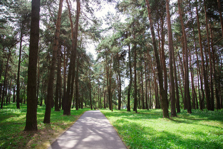 Park in the city center in sunny bright summer weatherの写真素材