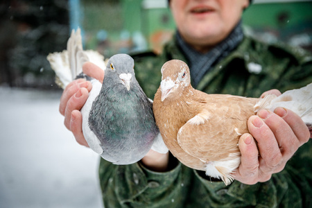 pigeon breeder holds a purebred pigeon in his handsの写真素材