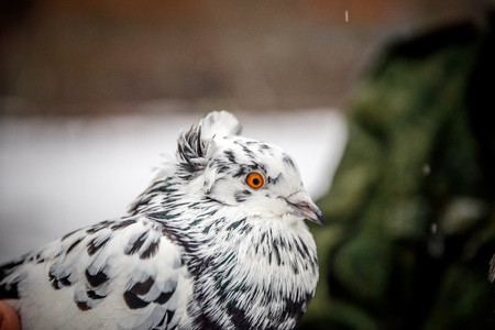 pigeon breeder holds a purebred pigeon in his handsの写真素材