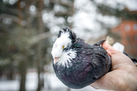 pigeon breeder holds a purebred pigeon in his handsの写真素材