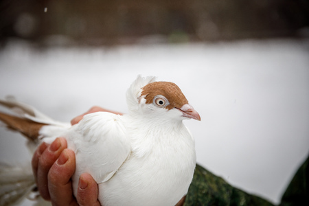 pigeon breeder holds a purebred pigeon in his handsの写真素材